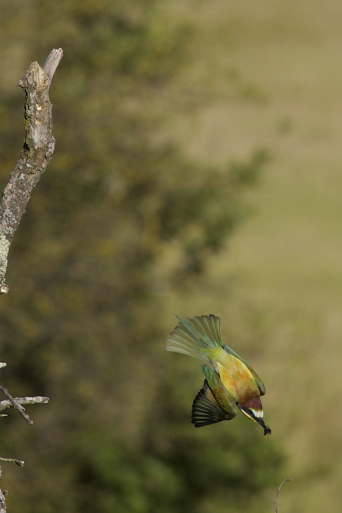 Bee Eater 5